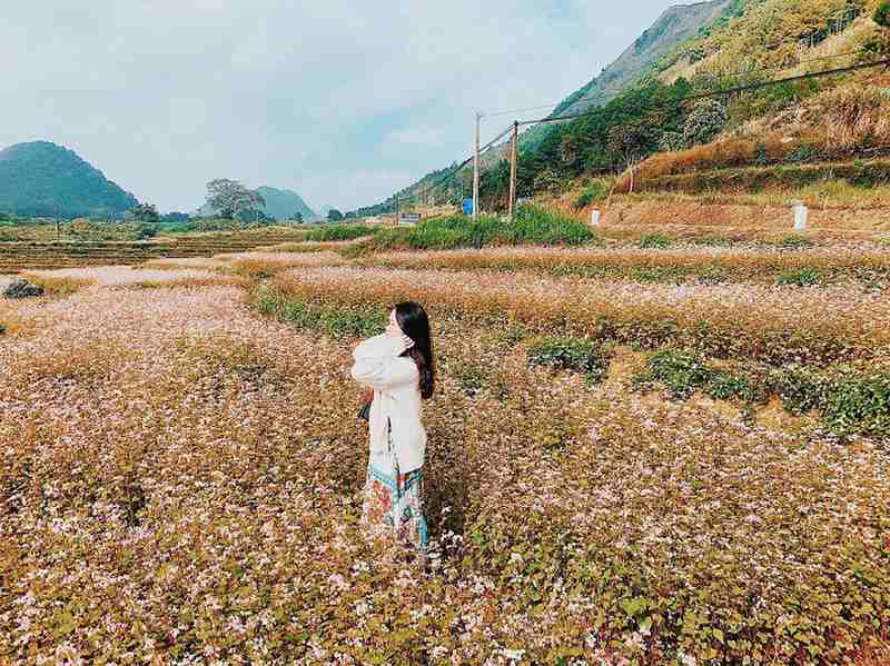 Cánh đồng tam giác mạch lung linh tại Sủng Là